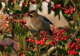 Bohemian Waxwing