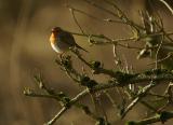 European Robin