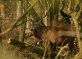 Red Deer at Oostvaardersplassen