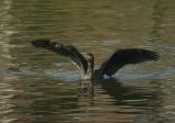 Cormorant