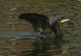 Cormorant