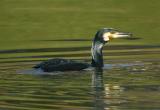 Cormorant