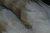 Feathers