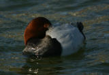 Common Pochard