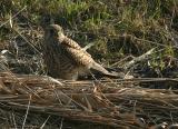 Kestrel