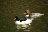 Merganser pair
