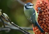 Blue Tit