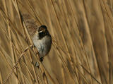 Reed Bunting