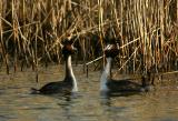 Courting Grebes