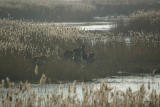 Red Deer at Oostvaardersplassen