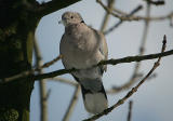 Eurasian Collared Dove