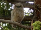 Great Horned Owlet