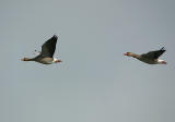 Greylag Geese