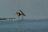 Black-tailed Godwit