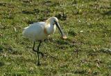 Spoonbill