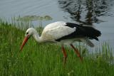 White Stork