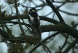 Woodpecker