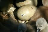 Hatching egg