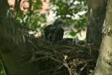 Common Buzzard chicks