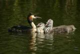 Great Crested Grebe with chicks
