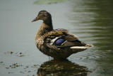 Mallard