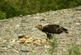 Immature Bald Eagle on a carcass