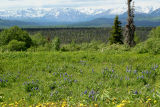 View from Haines Highway