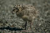 Mew Gull chick