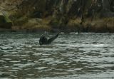Humpback whale