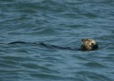 Sea Otter