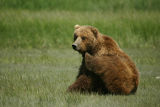 Scratching