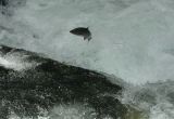 Jumping salmon at Russian River Falls