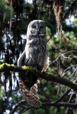Great Gray Owl