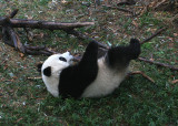 Tai Shan rolling down the hill