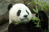 Tai Shan