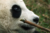 Tai Shan
