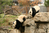 Mei Xiang & Tian Tian