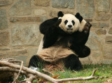 Mei Xiang & Tian Tian