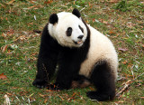 Tai Shan