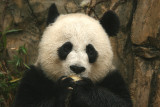 Mei Xiang with her fruity