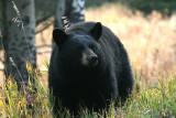 Black Bear