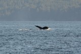 Humpback whale in Alberni Canal