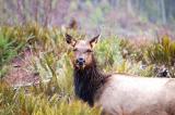 Roosevelt Elk