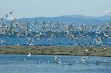 Sea birds on the beach. Qualicum, North