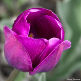 4/25/09 - Tulip<br><font size=3>DS20090425_0025ap.jpg</font>