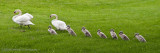 6/16/09 - Hup, toop, threep, four. Last one in is a rotten egg.<br><font size=3>ds20090616swans-0004_aw.jpg</font>
