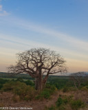 Baobab<br>ds20100628-0349w.jpg
