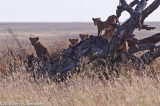 Lion Cubs (waiting for mothers to kill something for breakfast)<br>ds20100629a-0028w.jpg