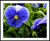 ds20050924_0060a2wF Blue Pansy.jpg
