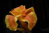 ds20060310 _0155(p).jpg